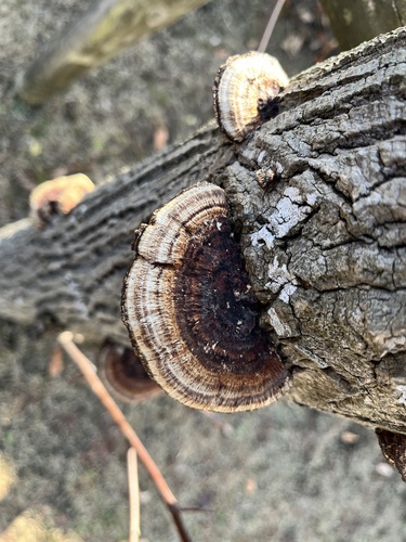 Daedaleopsis tricolor