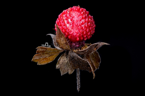 Indian strawberry (Duchesnea indica)