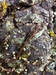 Nemalion vermiculare