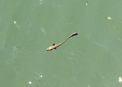 Rachycentron canadum