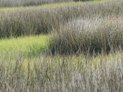 Juncus roemerianus