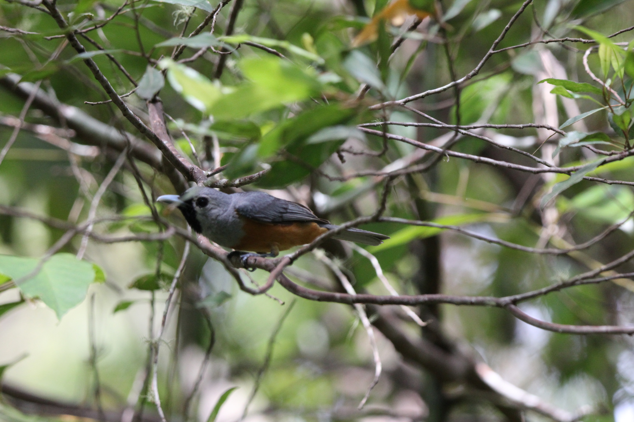 Black-faced Monarch (Monarcha melanopsis)