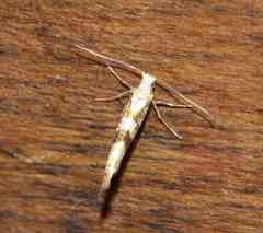 Argyresthia calliphanes