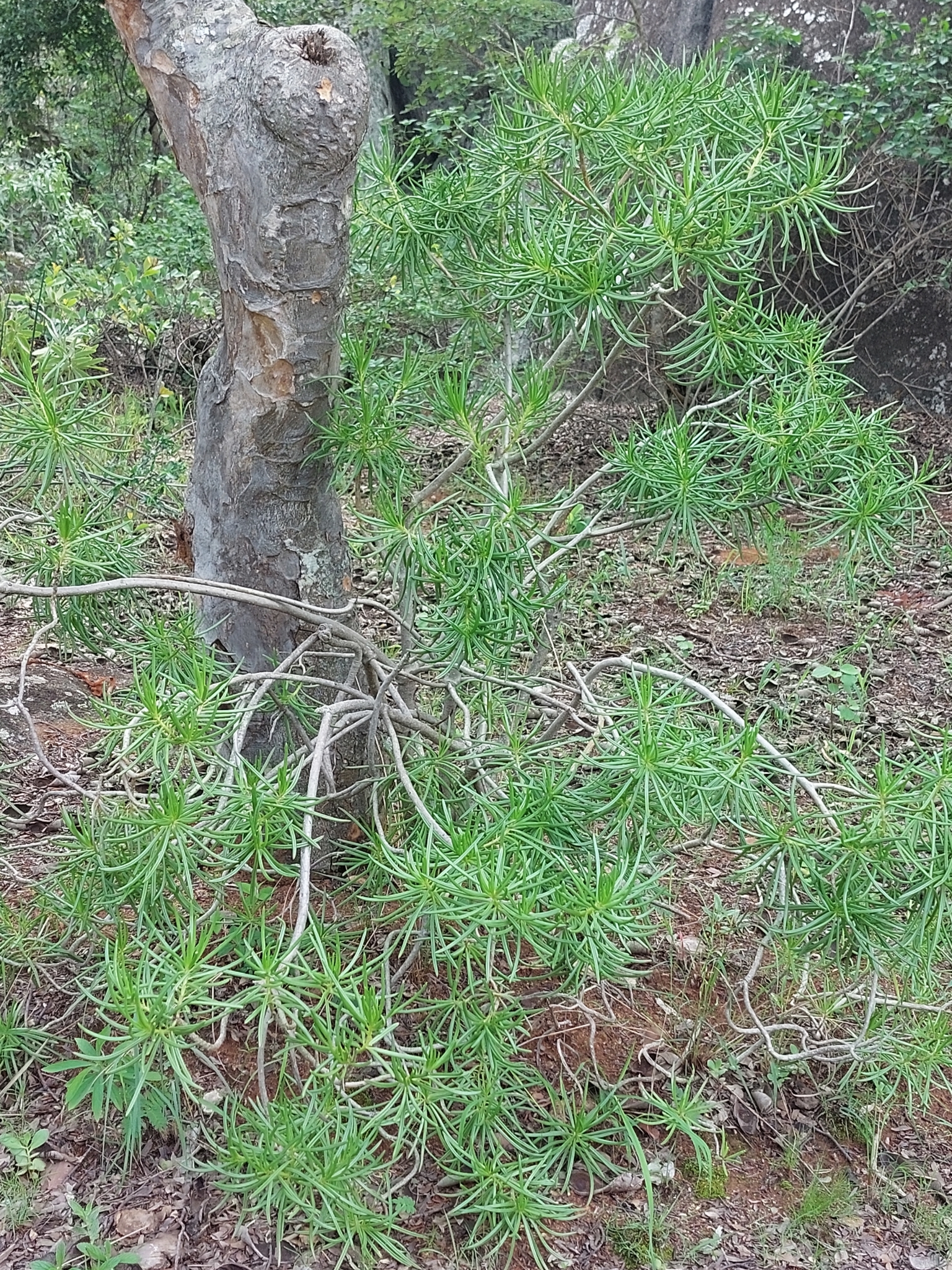 Imagem de Colar-de-rubis