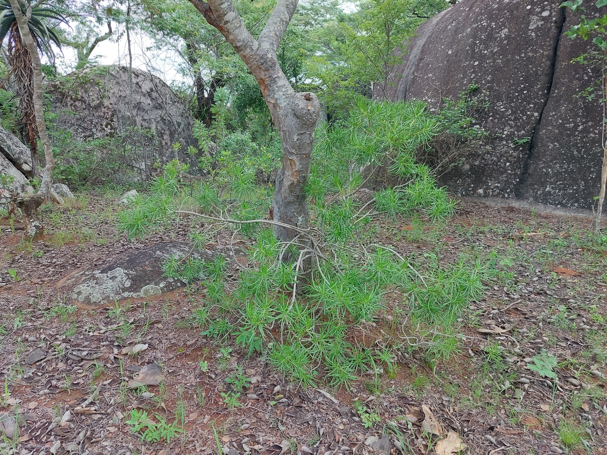 Imagem de Colar-de-rubis