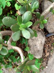 Crassula ovata