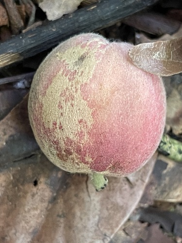 Foto de Pau-amargo