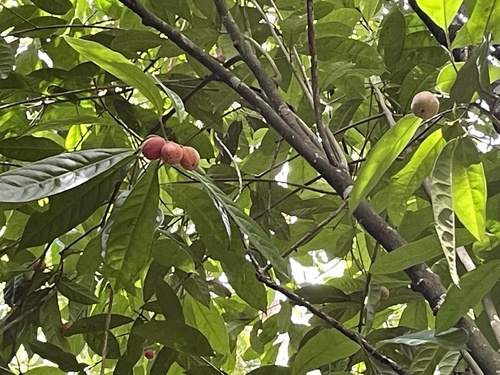 Foto de Pau-amargo