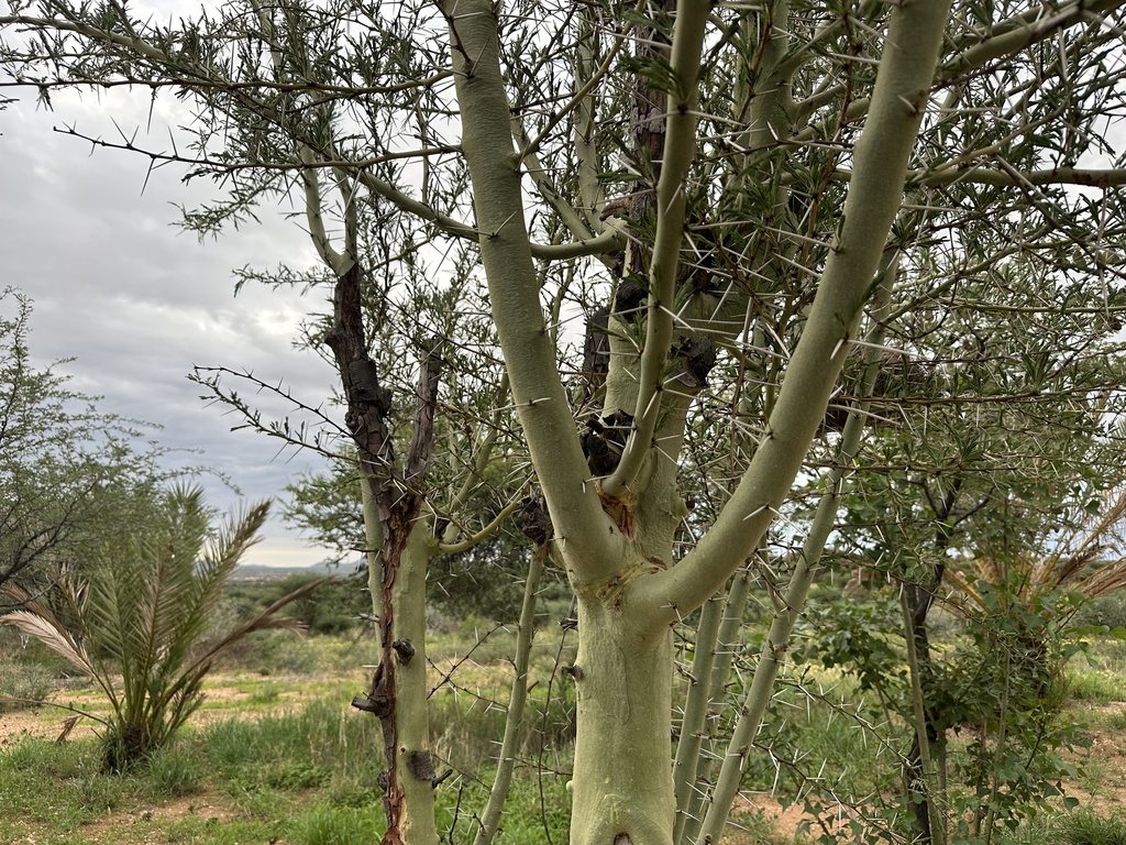 Real Fever Tree fever tree from Khomas, NA on January 9, 2025 at 07:06 PM by silviagu ...
