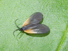 Pyromorpha dimidiata