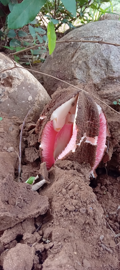 Foto de Flor-cadáver