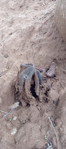Foto de Flor-cadáver