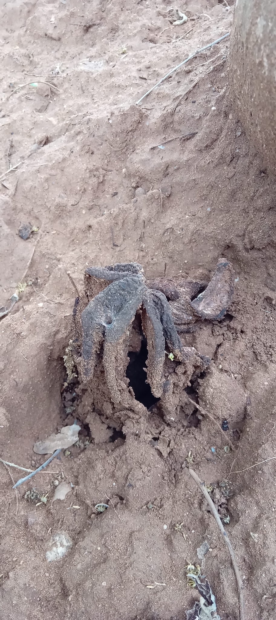 Imagem de Flor-cadáver