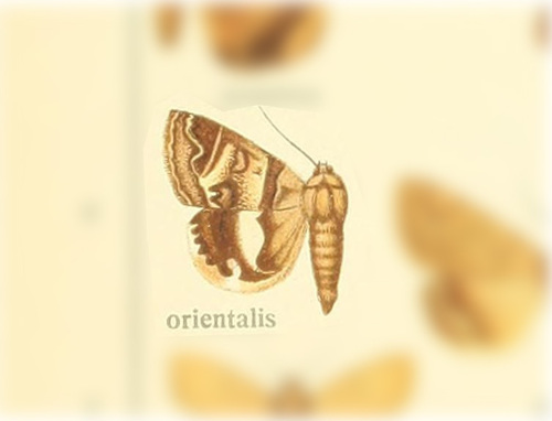 Cerocala orientalis
