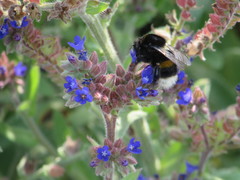 Bombus