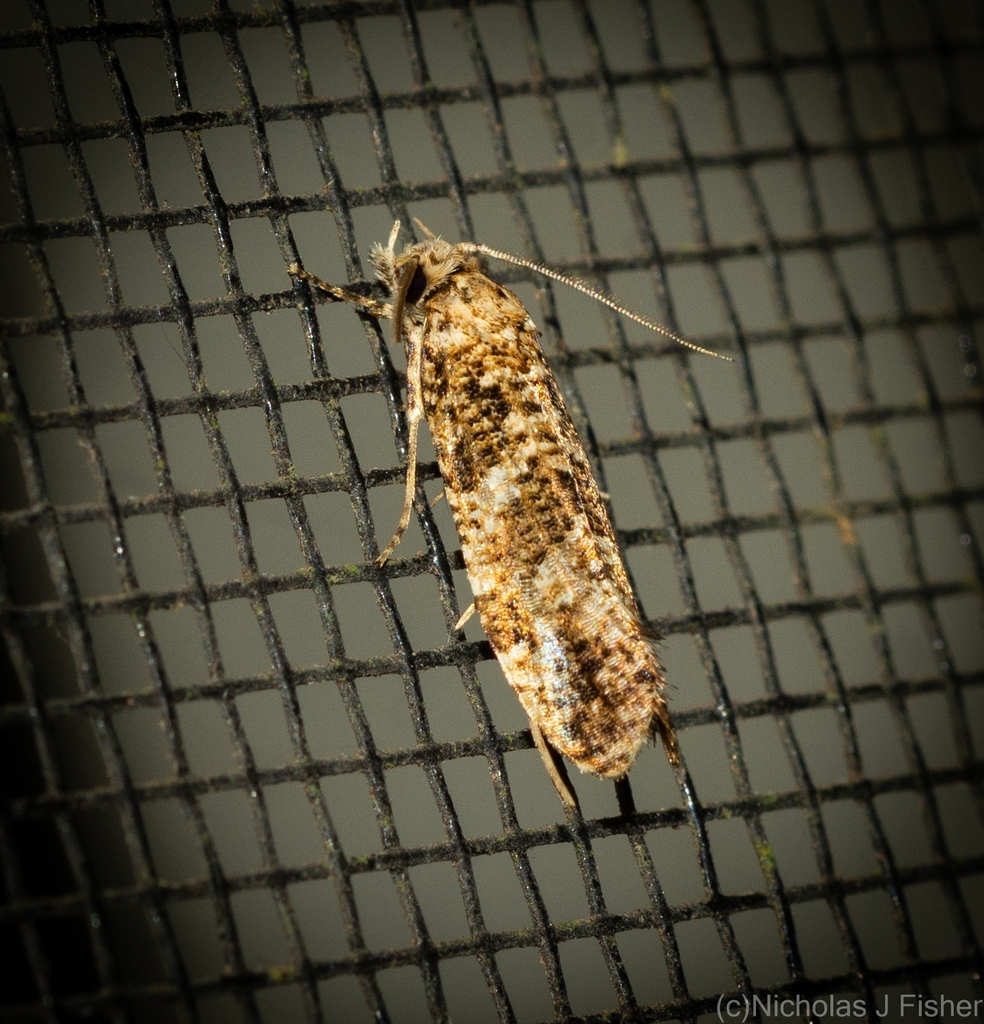 Morophaga clonodes