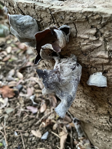Auricularia polytricha