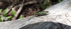 Buprestis confluenta