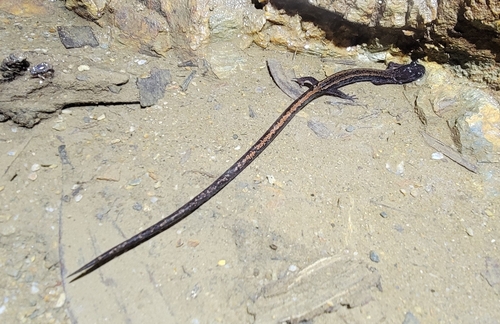Gold-striped salamander, Portugal, photo 10 of 10