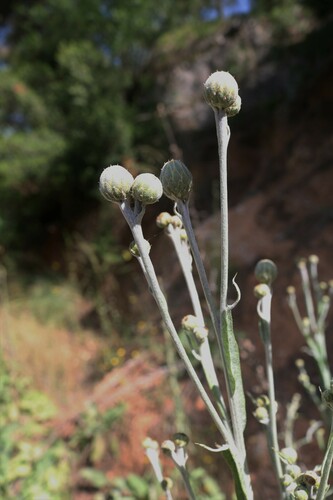 Centaurea babylonica, photograph 5