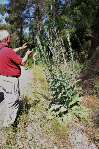 Centaurea babylonica, photograph 4