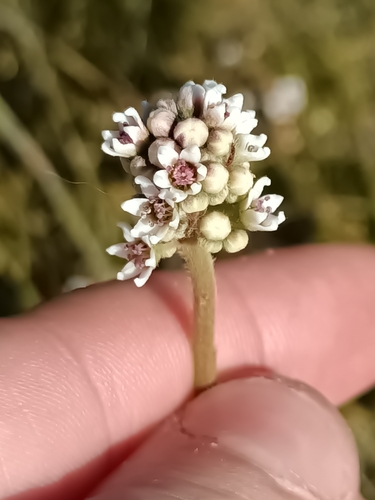 Image of Cephalotus follicularis by (c) Em Lamond, some rights reserved (CC BY)