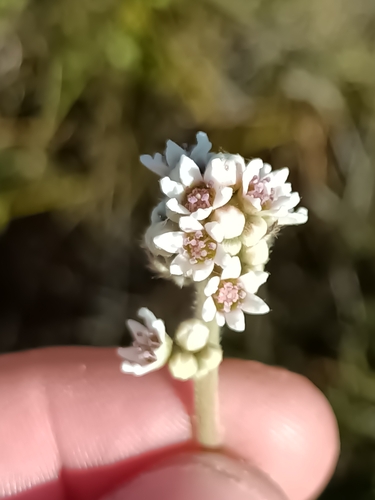 Foto de Planta-carnívora-australiana