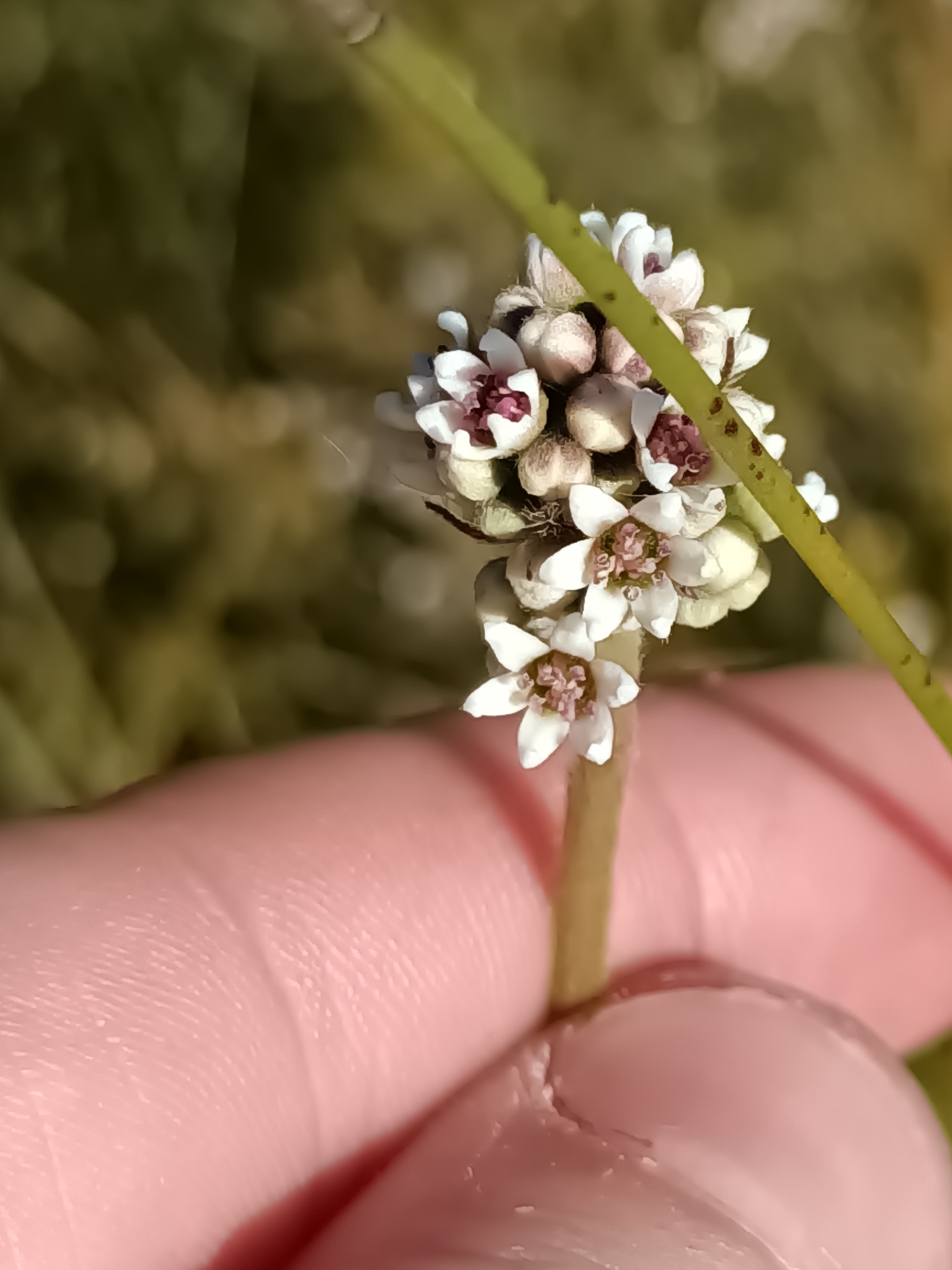 Imagem de Planta-carnívora-australiana
