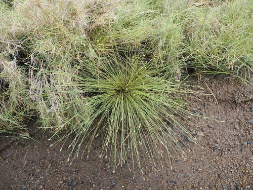 Image of Fimbristylis polytrichoides by (c) Lucas Christofides, some rights reserved (CC BY)