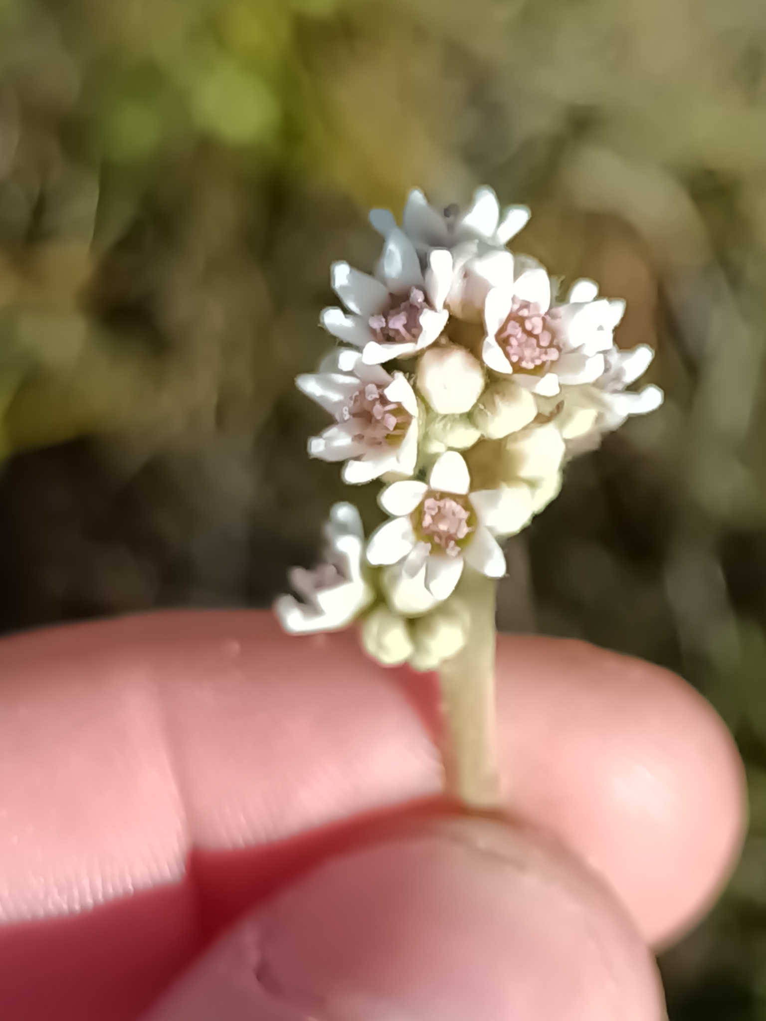 Imagem de Planta-carnívora-australiana