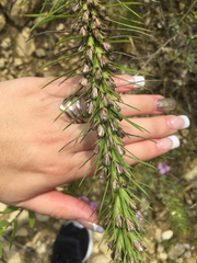 Liatris punctata mucronata