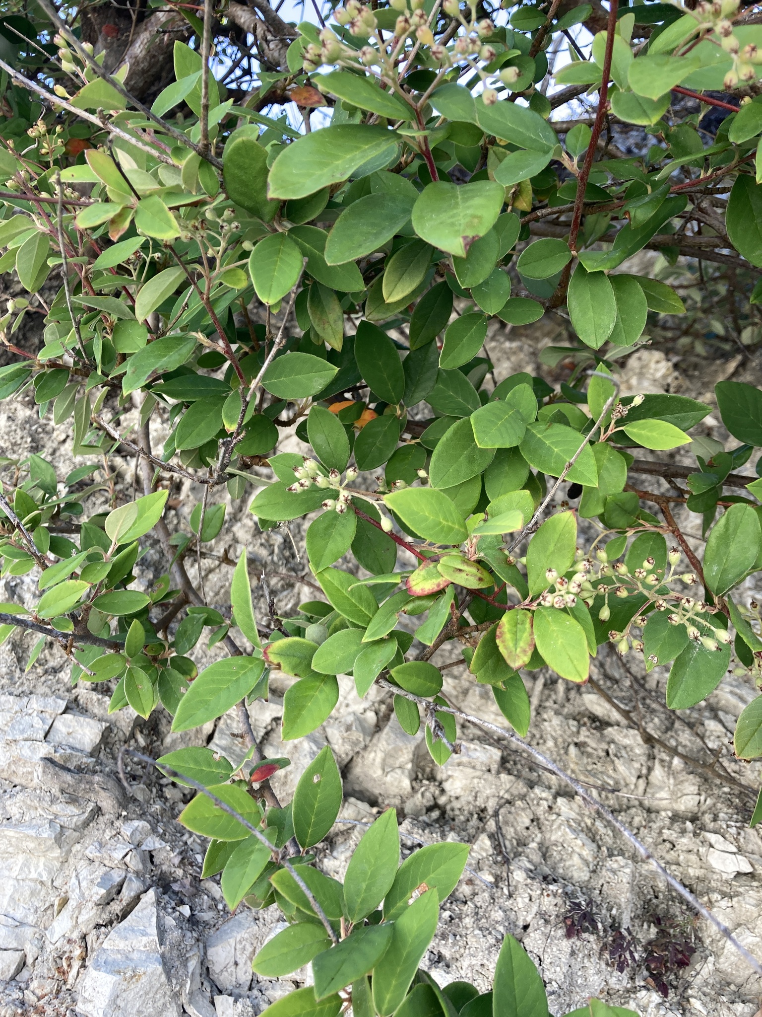 Imagem de Cotoneaster
