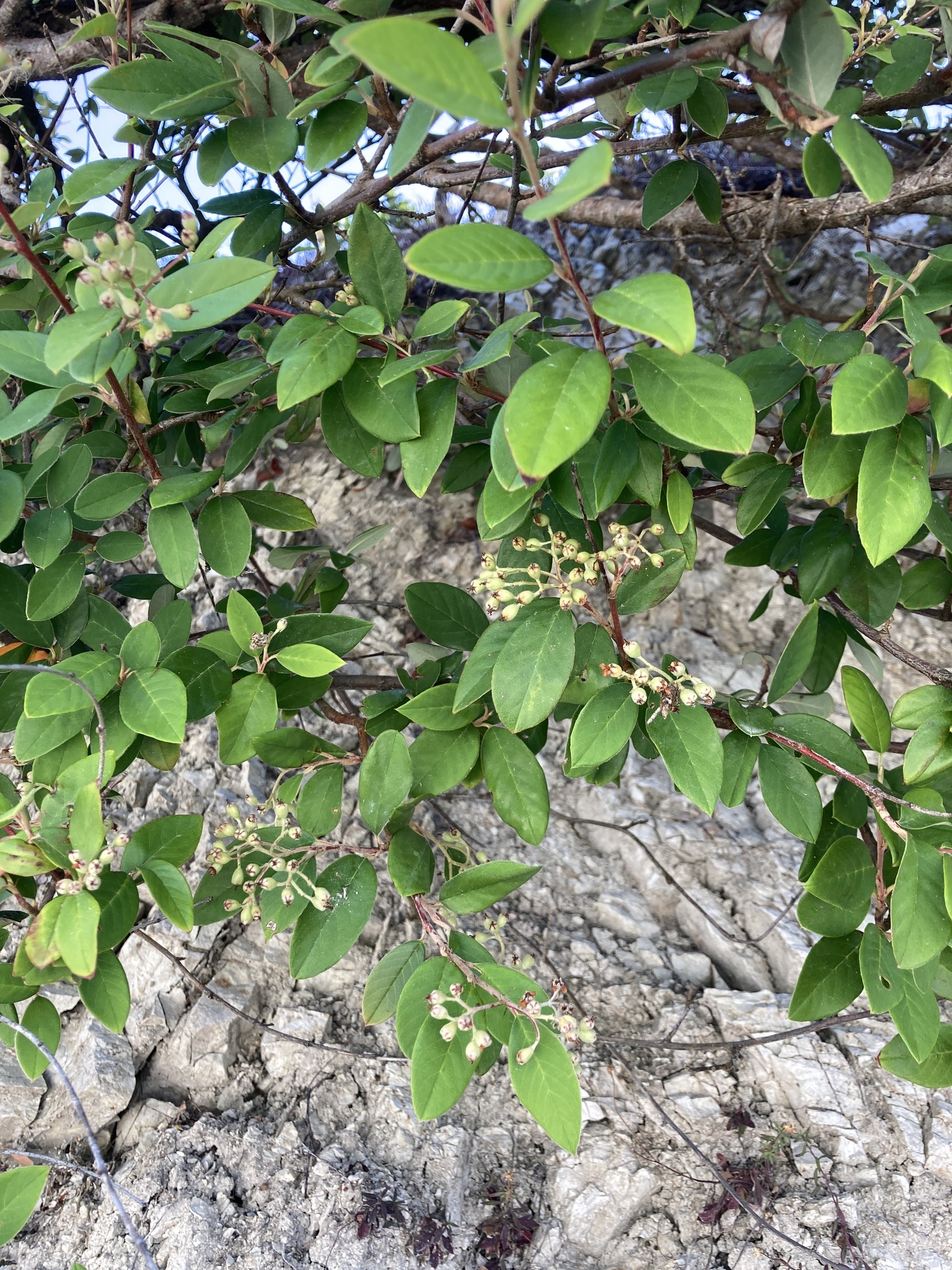 Imagem de Cotoneaster