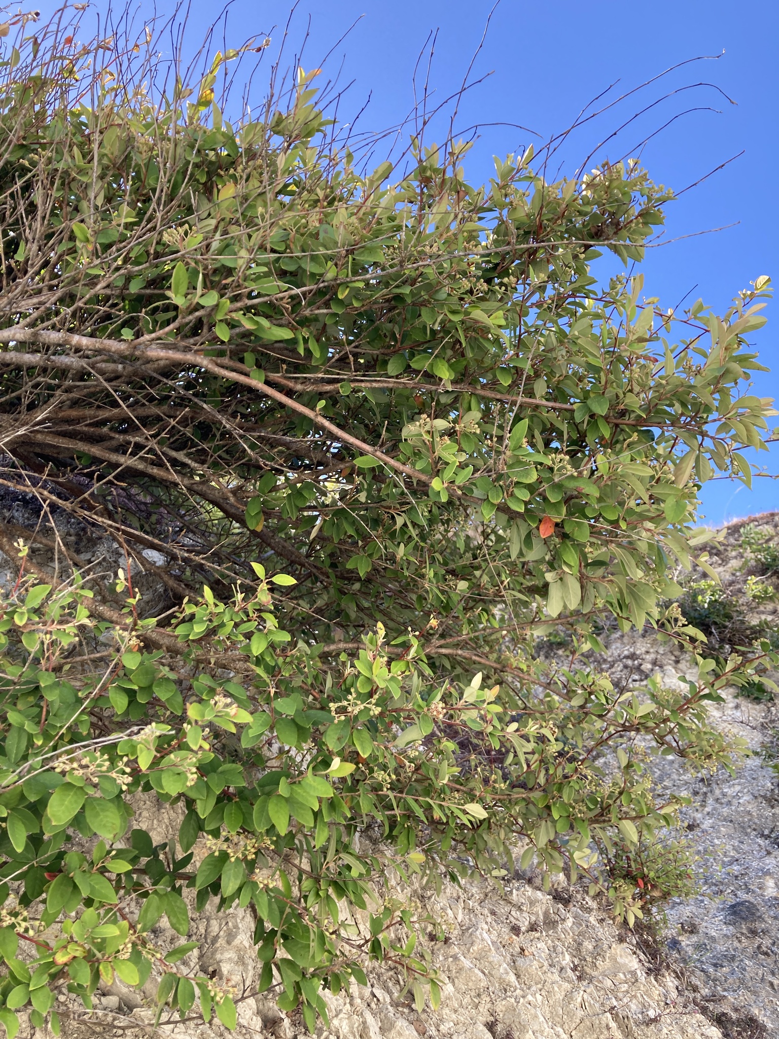 Imagem de Cotoneaster
