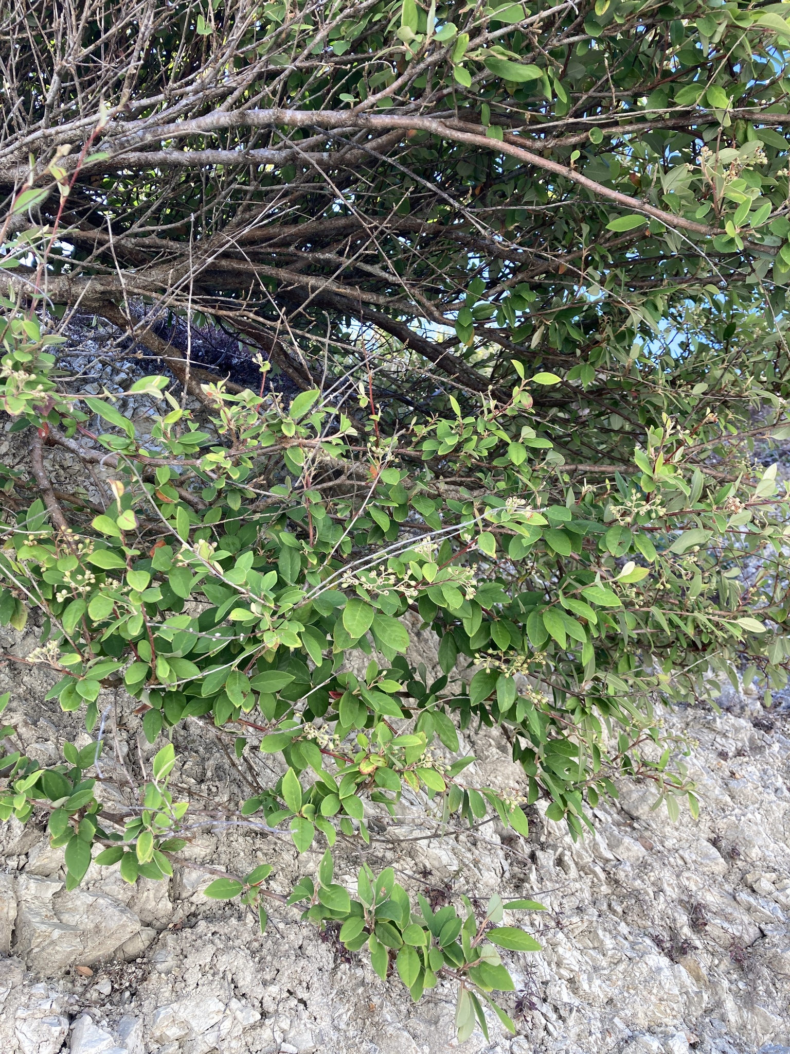 Imagem de Cotoneaster