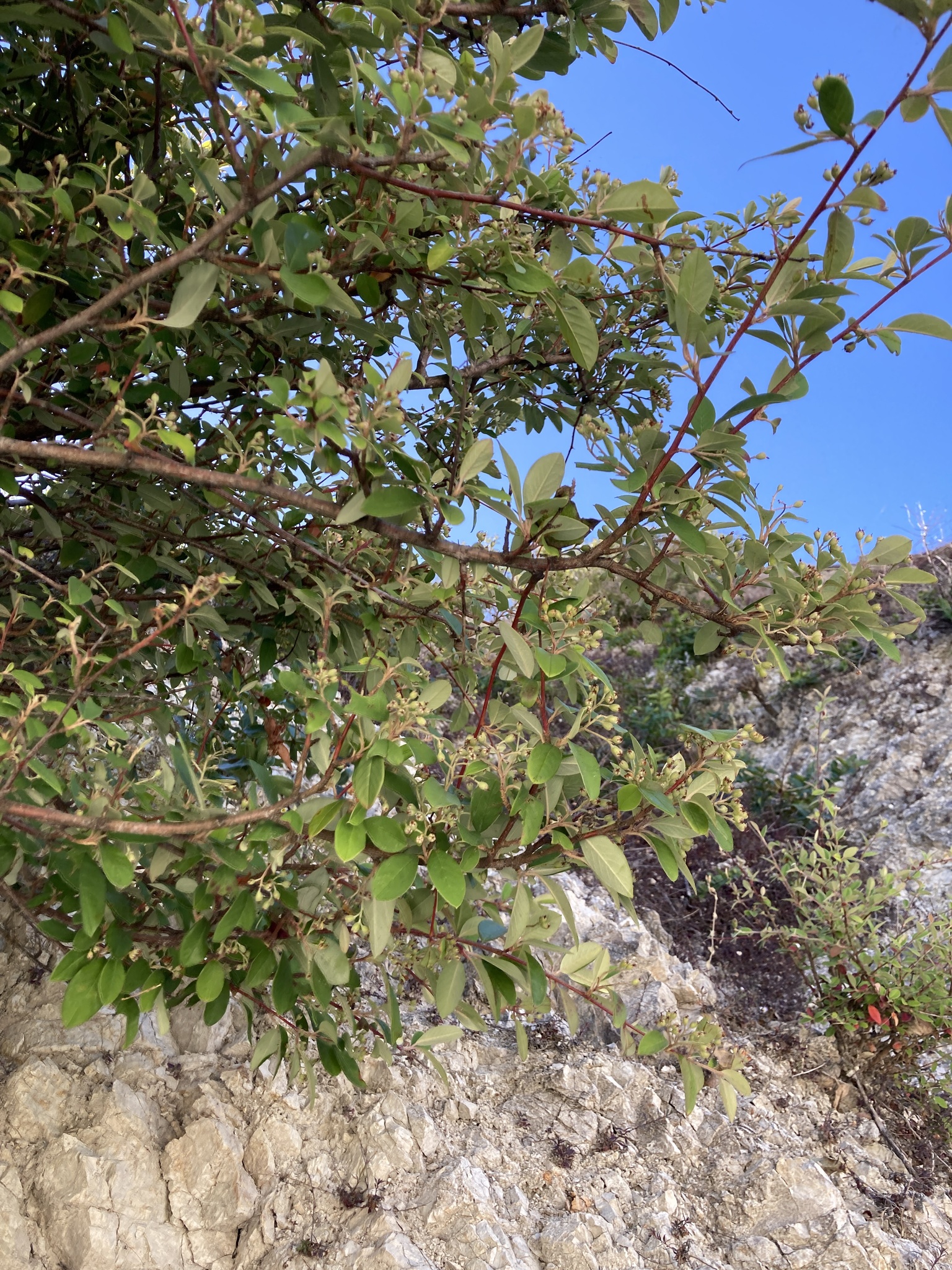 Imagem de Cotoneaster
