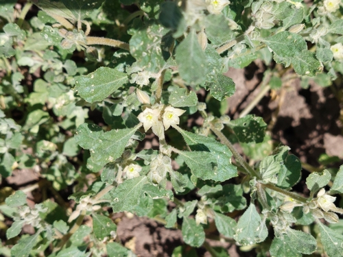 Lotus sweetjuice (Glinus lotoides)