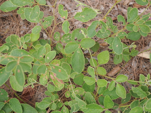 Maekawaea rhytidophylla, photograph 5