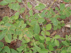 Maekawaea rhytidophylla, photograph Lucas Christofides, CC BY, iNaturalist via GBIF