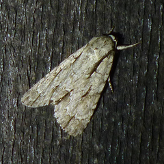 Acronicta lobeliae