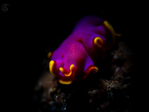 Photo of Rust flatworm (Pseudoceros ferrugineus)