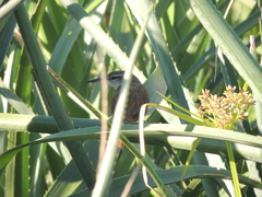 Limnoctites rectirostris