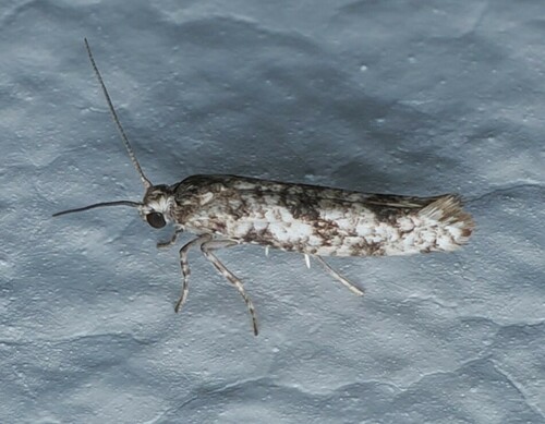 Prays nephelomima Meyrick, 1907