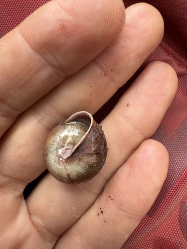 Sauroconcha jervisensis observed 2025-01-17