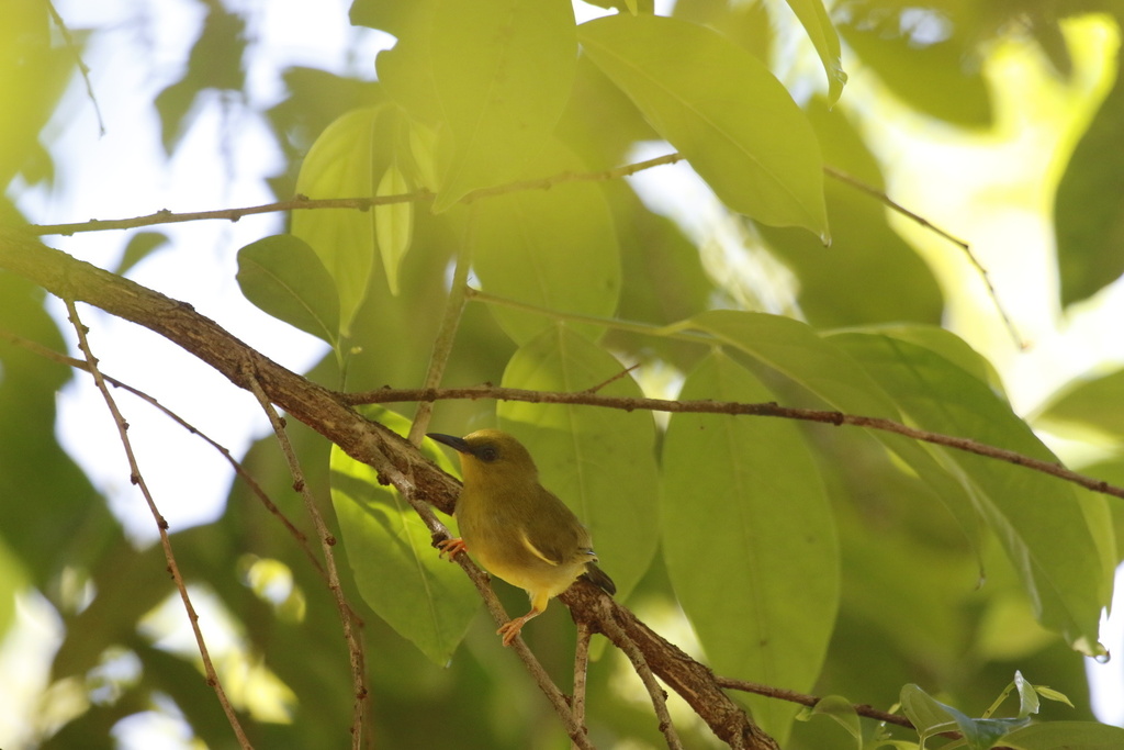 Dark-eyed White-eye photo