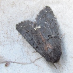 Melanchra assimilis