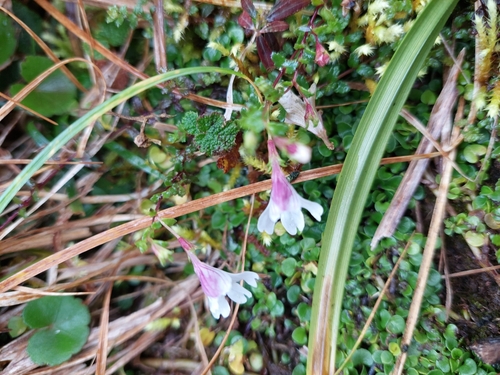 Image of Euphrasia transmorrisonensis by (c) Jason, some rights reserved (CC BY)