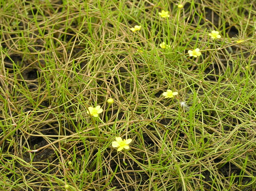 Creeping Spearwort