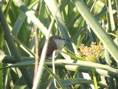 Limnoctites rectirostris