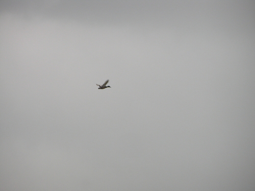 Falcated Duck